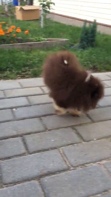 Шоколадный мальчик шпица