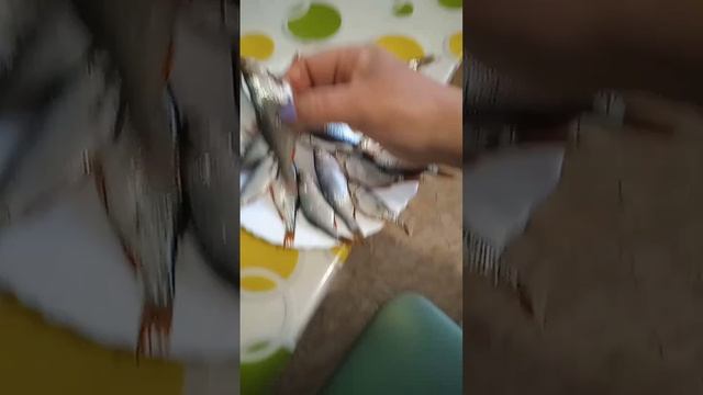 #рыба#рыбалка#уха#кошки#сьели#рыбу#лето#жара#удочка