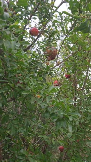 Гранат созрел. #pomegranate #осень