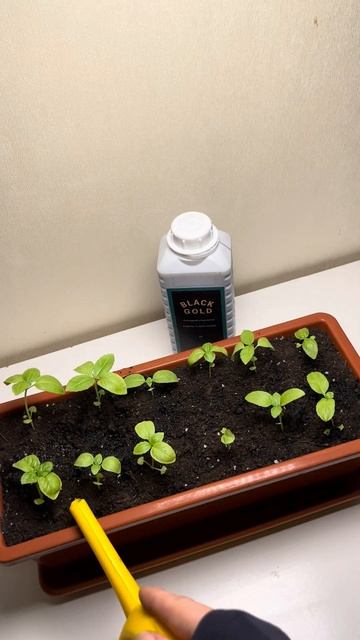 Базилик дома в Феврале удобрение Black Gold/Basil at home in February f