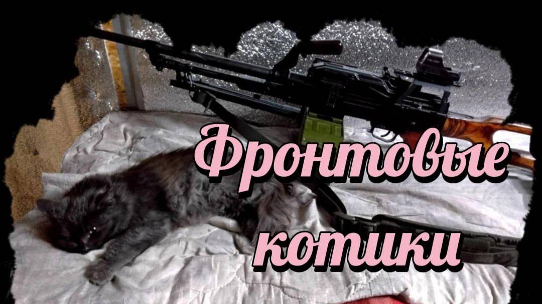ZOV Фронтовые котики. Своих не бросаем!