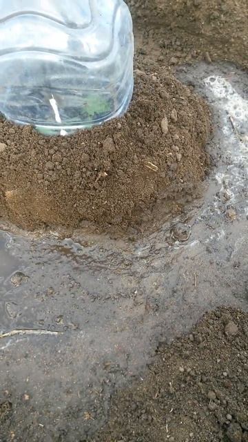 Полили водой вокруг персональной мини-теплички из бак