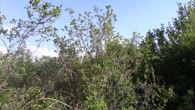 MVI_2290