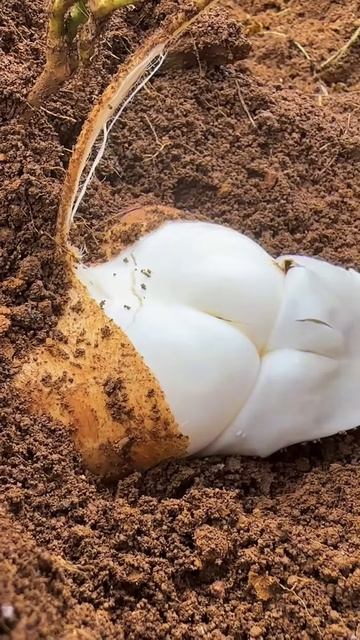 This jicama fruit is very white #shorts