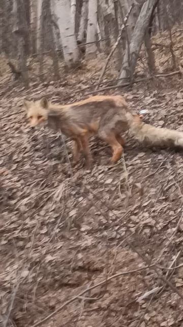 Поселилась рыжая плутовка.