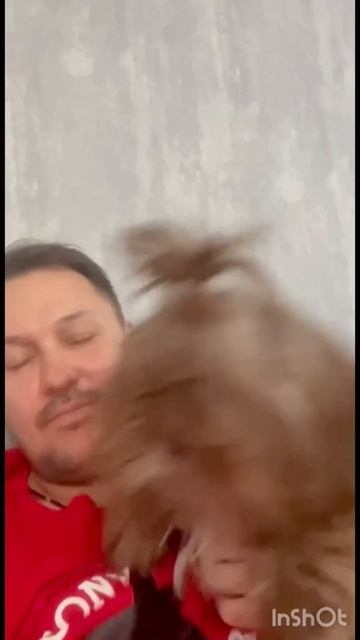 #шит цу# ши тцу#❤️