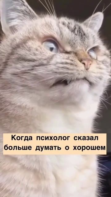 Когда психолог сказал думать о хорошем 😼 #шутка