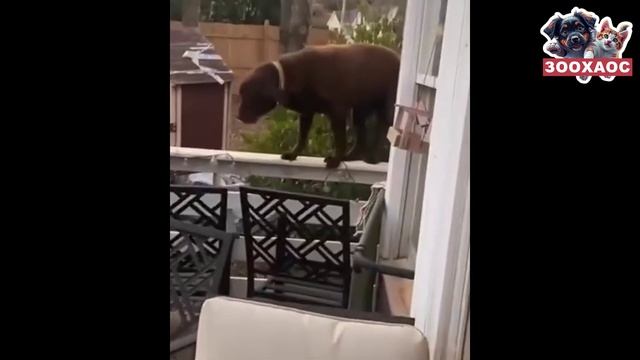 «ЗооХаос! Животные, которые перепутали правила жизни! 😵🐾»