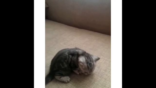 Короткие забавные видео с котятами