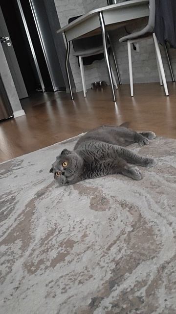 Шотландская вислоухая кошка Риана 14.05.2025.