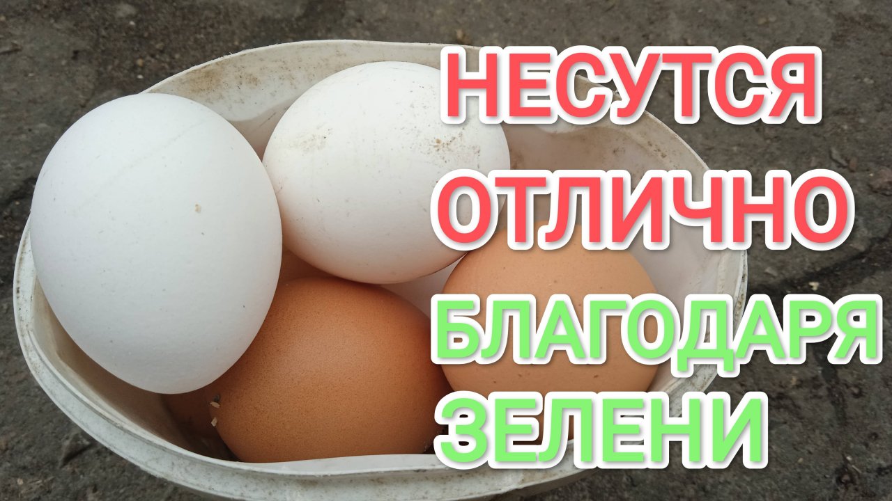 Чтобы куры-несушки хорошо неслись летом давайте больше зеленой травы