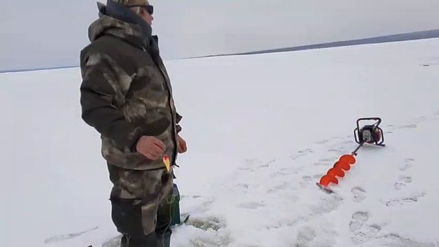 щука