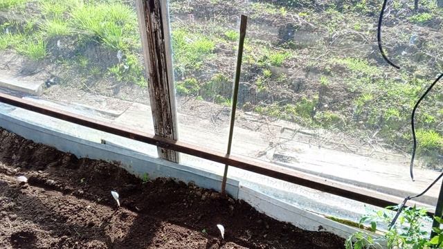 Высадила томаты в очередную теплицу.Что положила в лунку
