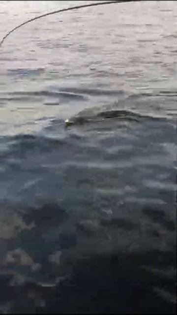 ОКУНЬ ПАРОХОД🐡 Рыбалка в Карелии 2021. Онего. #shorts