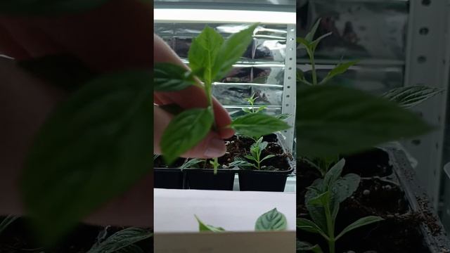Перечеренковываю🌱черенки метельчатой гортензии уко