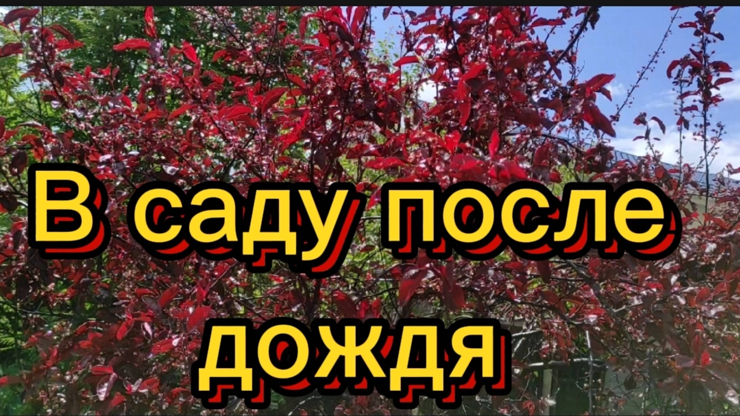 После дождя... красота...