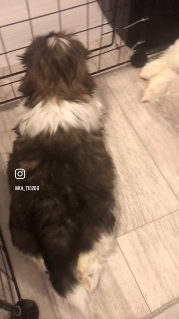 #Щенки#животные#красота