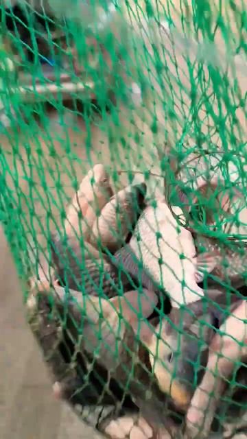 Мирная рыба #fishing #рыбалка#кукуруза #сазан#карась