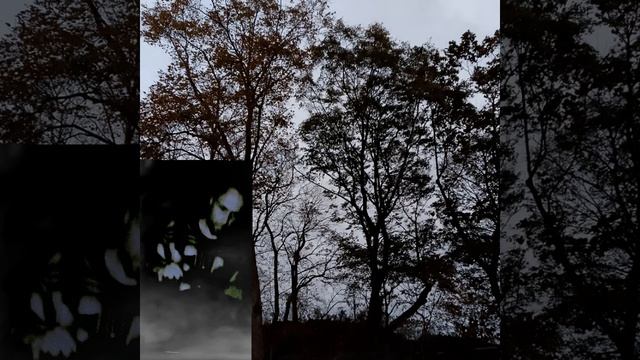 1000086836.mp4