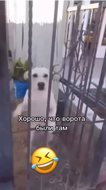 Злюкен собакен #shorts #смешноевидео #юмор #смех #ржака #позитив #жиза #лайфхак