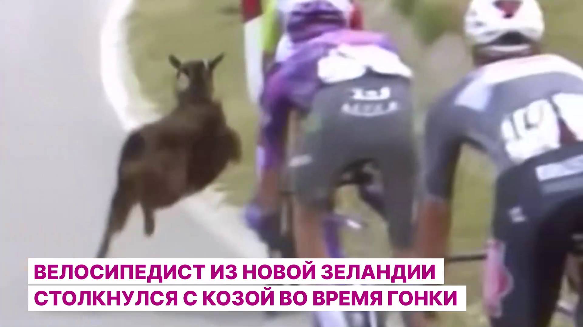 Велосипедист из Новой Зеландии столкнулся с козой во время гонки
