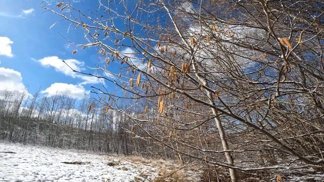16-17 марта снег.Многолетний проект завершен.