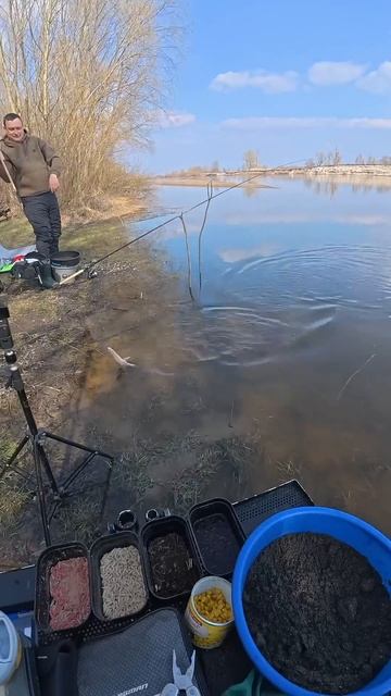 #fishing #kvasvitalii #рыбалканафидер #methodfeeder #рыбалка #плотва #д