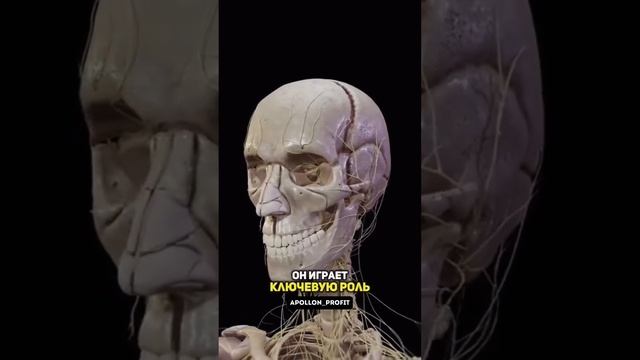 Магний