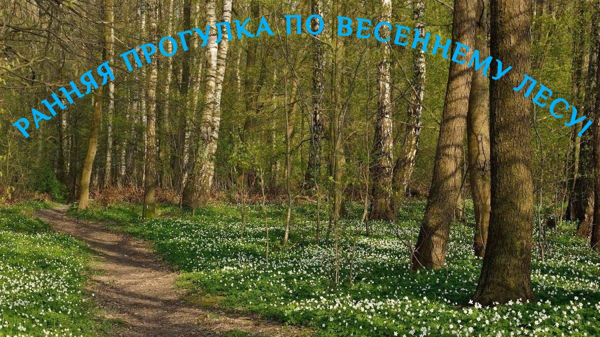 Ранняя прогулка по весеннему лесу!
