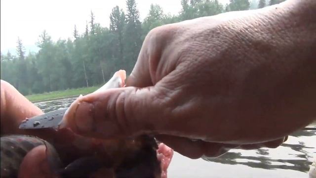 17 серия В Тайге готовим Сагудай из рыбы Хариус Сугудай