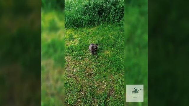 Ты чё совсем страх потеряла??? || Why have you completely lost your fear???