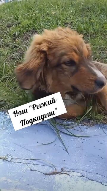 #котики #кошка #киса #домашниеживотные #кошки #пес #собакадругчеловека #собака #собаки #щенок #мимим