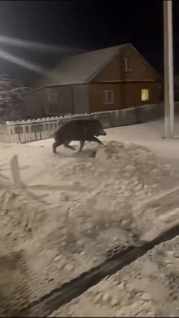 Кабан#охота #рыбалка #москва #литвин #hunting #nature #шашлык #?