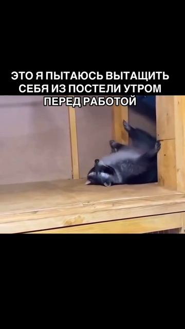 Это я пытаюсь вытащить себя из постели утром перед работой