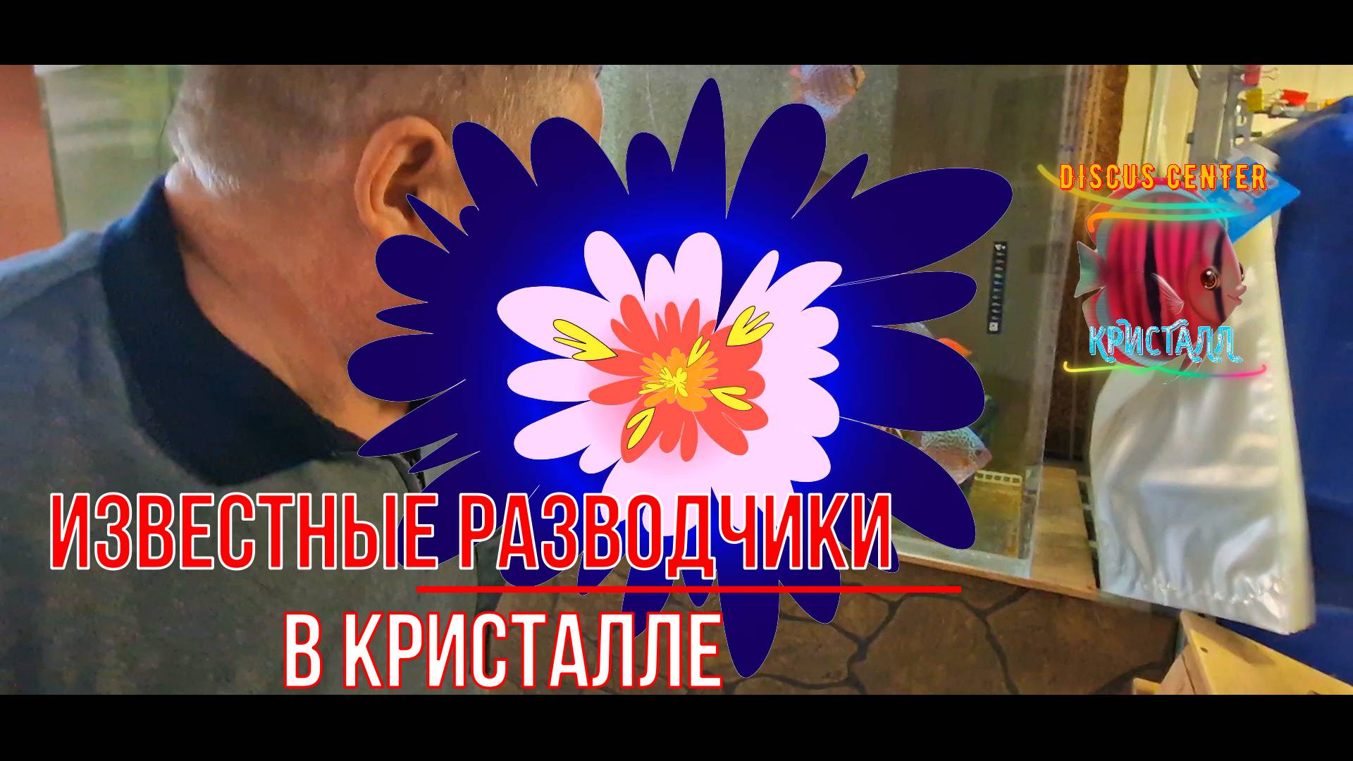 Известные разводчики дискусов в Кристалле.