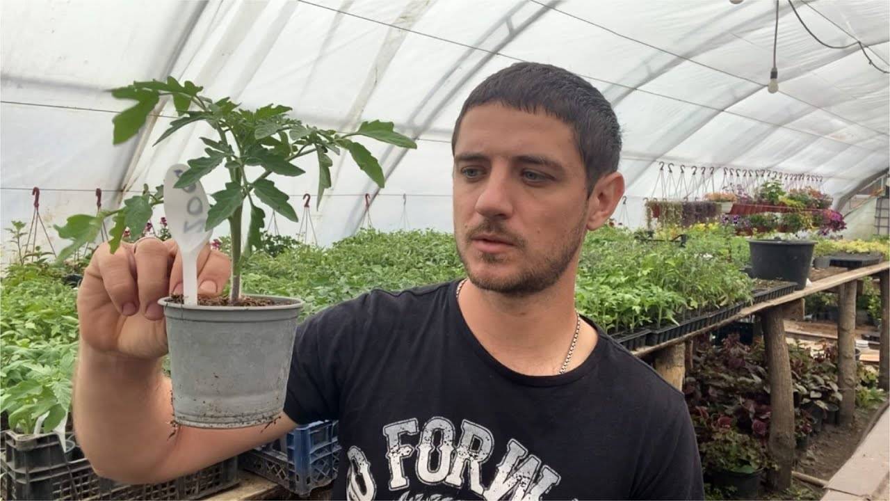 🌿🍅 3 ВАЖНЫЕ ОБРАБОТКИ ТОМАТОВ ОТ БОЛЕЗНЕЙ ПЕРЕД ВЫСАДКОЙ: ПРОТИВ ФИТОФТОРЫ, АЛЬТЕРНАРИОЗА, ГНИЛЕЙ