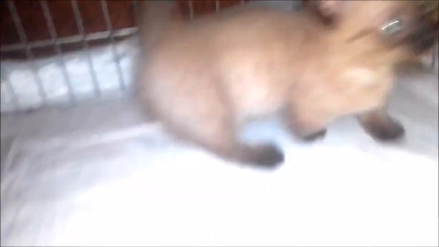 #КОТЯТА МАНЧКИН - КЕНГУРЕНОК_ кот воспитывает малыша