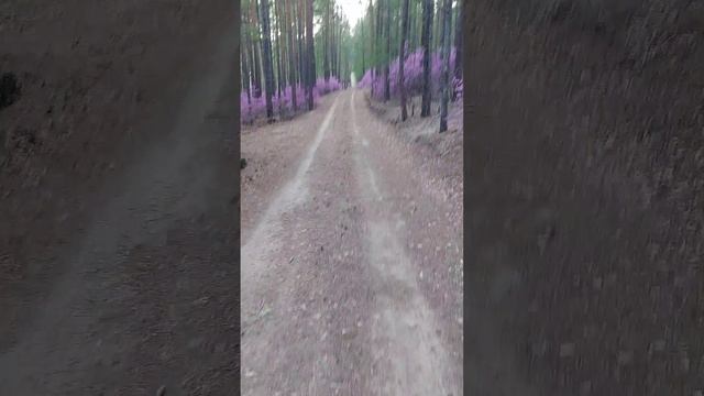 на прогулку