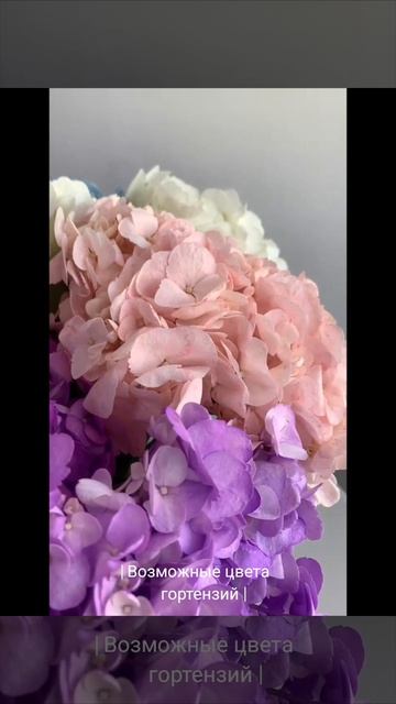 Гортензии Grand Bouquet.mp4