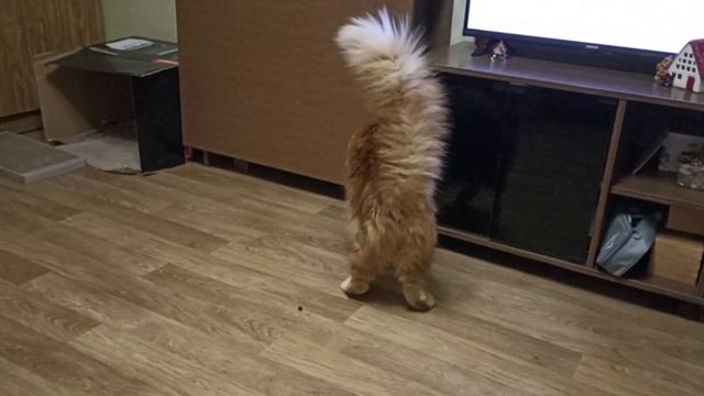Ну вот, я же говорил что стол надо разложить, теперь еще и вкусняшка туда закатилась, доставай мяу