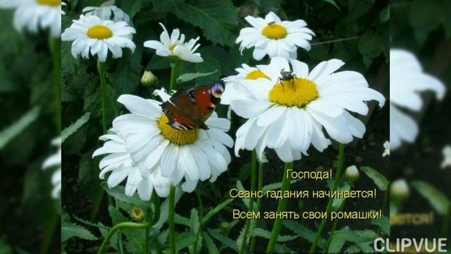 ЛЮБИТ - НЕ ЛЮБИТ - У РОМАШКИ СПРОСИ!!!