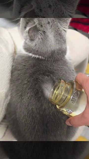 Водонепроницаемый кот