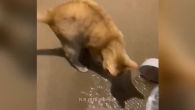 Самые смешные животные 😂 Приколы с котами и собаками  😺🐶
