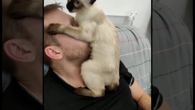 Меконгский бобтейл. Никто не любит- так как я!!