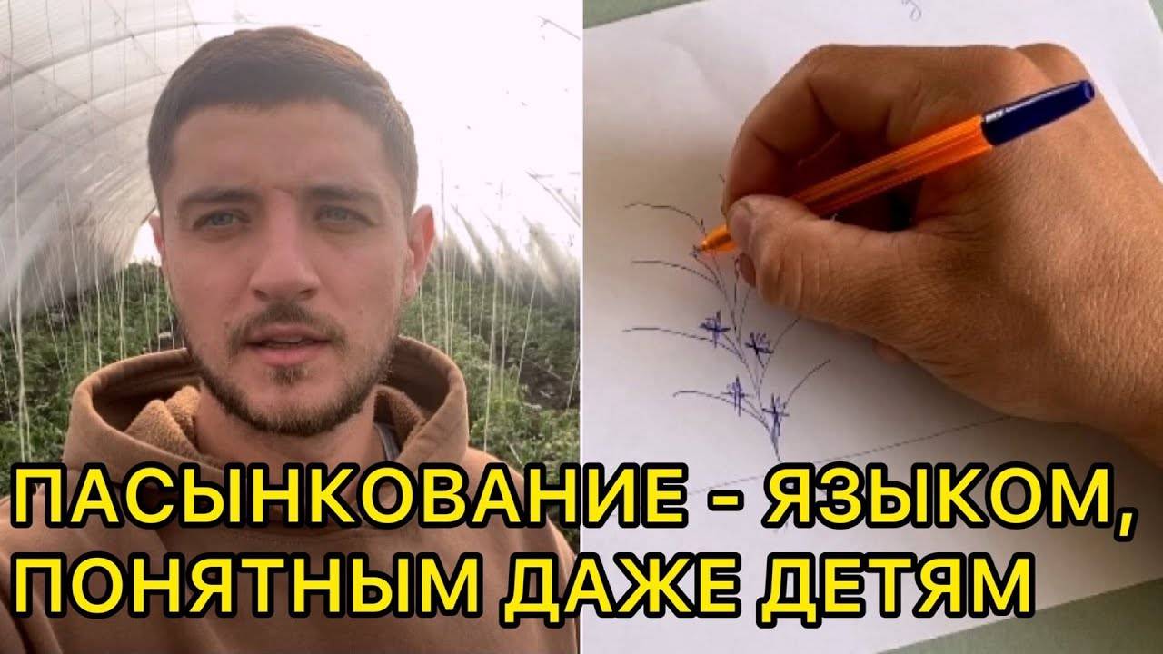 🌱🍅 ФОРМИРОВАНИЕ И ПАСЫНКОВАНИЕ ТОМАТА: ПРОСТЫМ ЯЗЫКОМ 🍅🌱