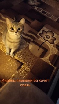 Кошечка Барса играет в индейцев