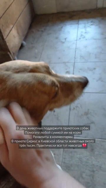 4 октября - всемирный день животных. Помогите тем, кто с