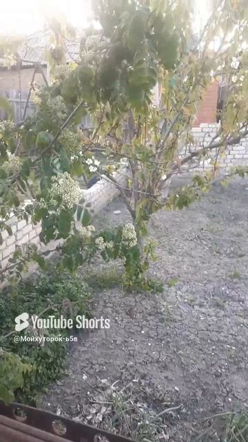 МОРОЗ НА ЦВЕТУЩИЕ ДЕРЕВЬЯ!!Shorts