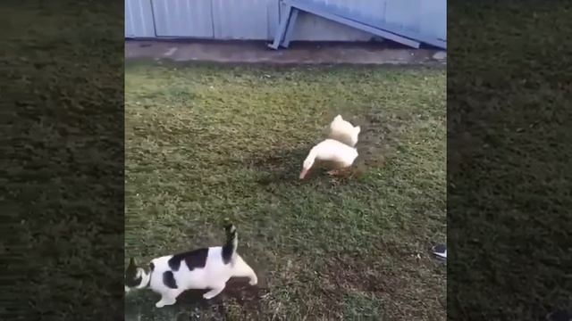 Гуси преследуют котика 😻😉🥰