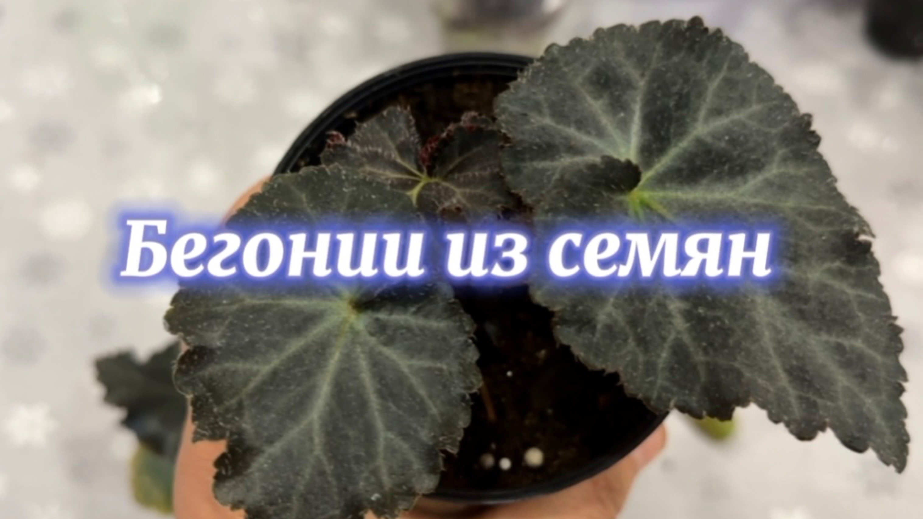 Растим бегонии из семян. Динамика процесса. Что делать с верхушкой?